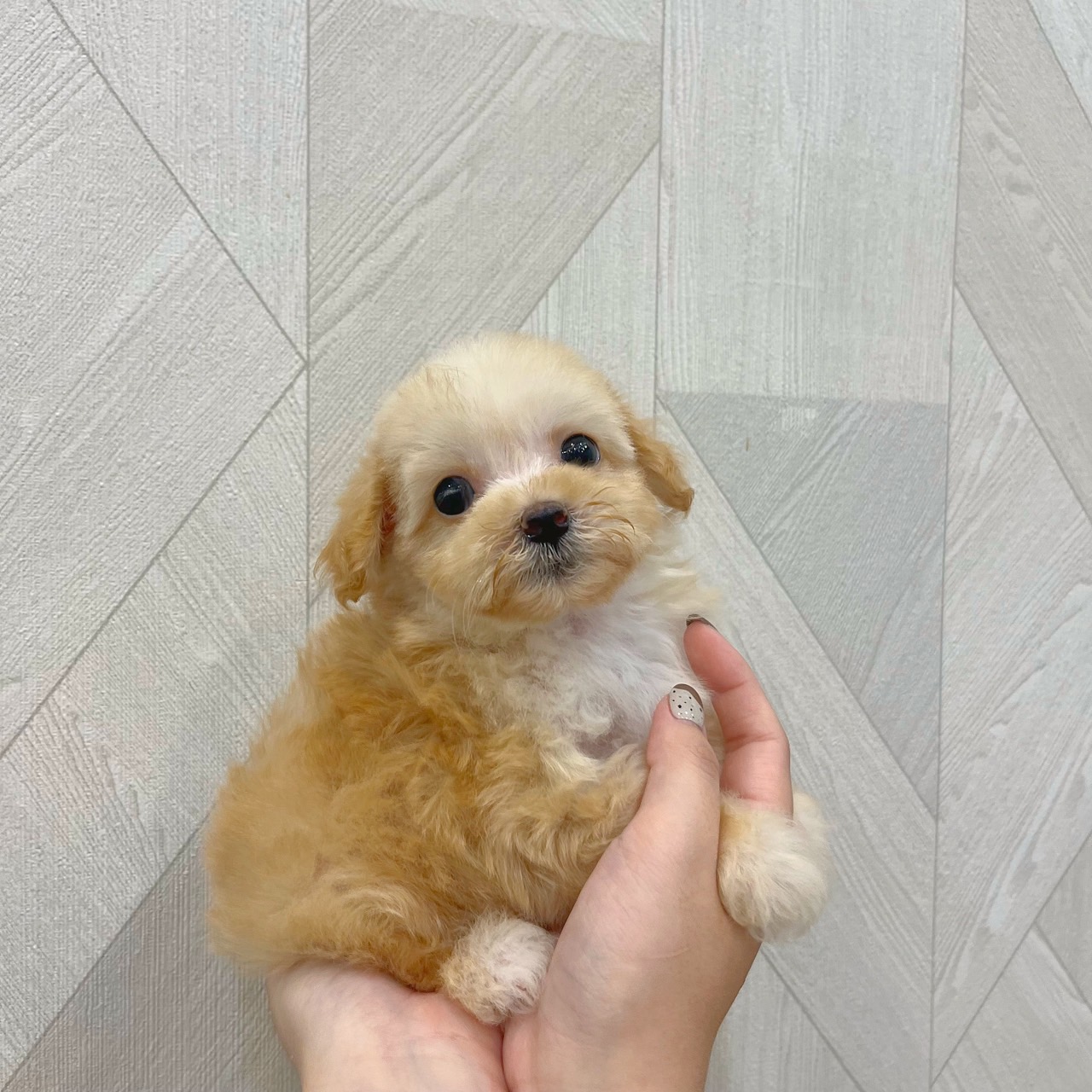 哈柔寵物犬舍／瑪爾泰迪