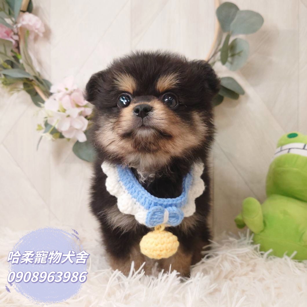 哈柔寵物犬舍／黑四目博美