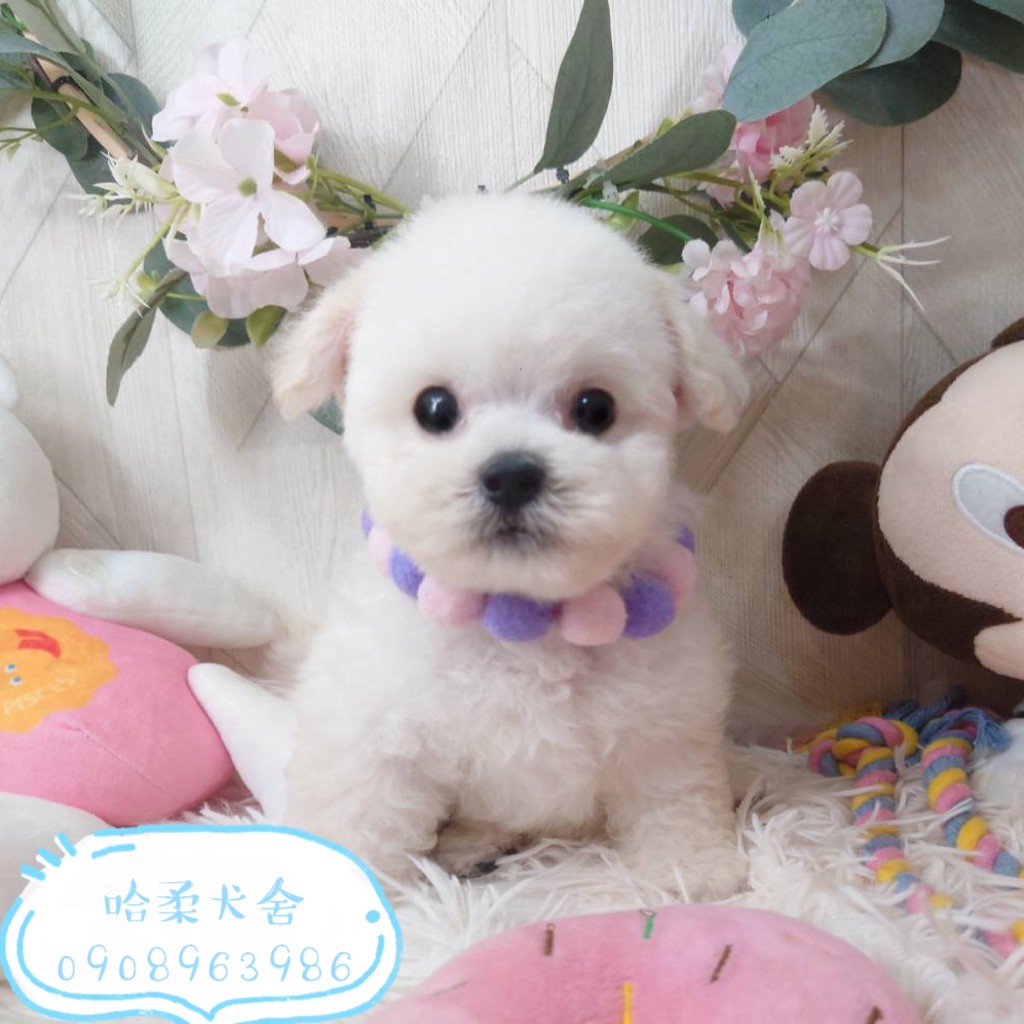 哈柔寵物犬舍／白貴賓