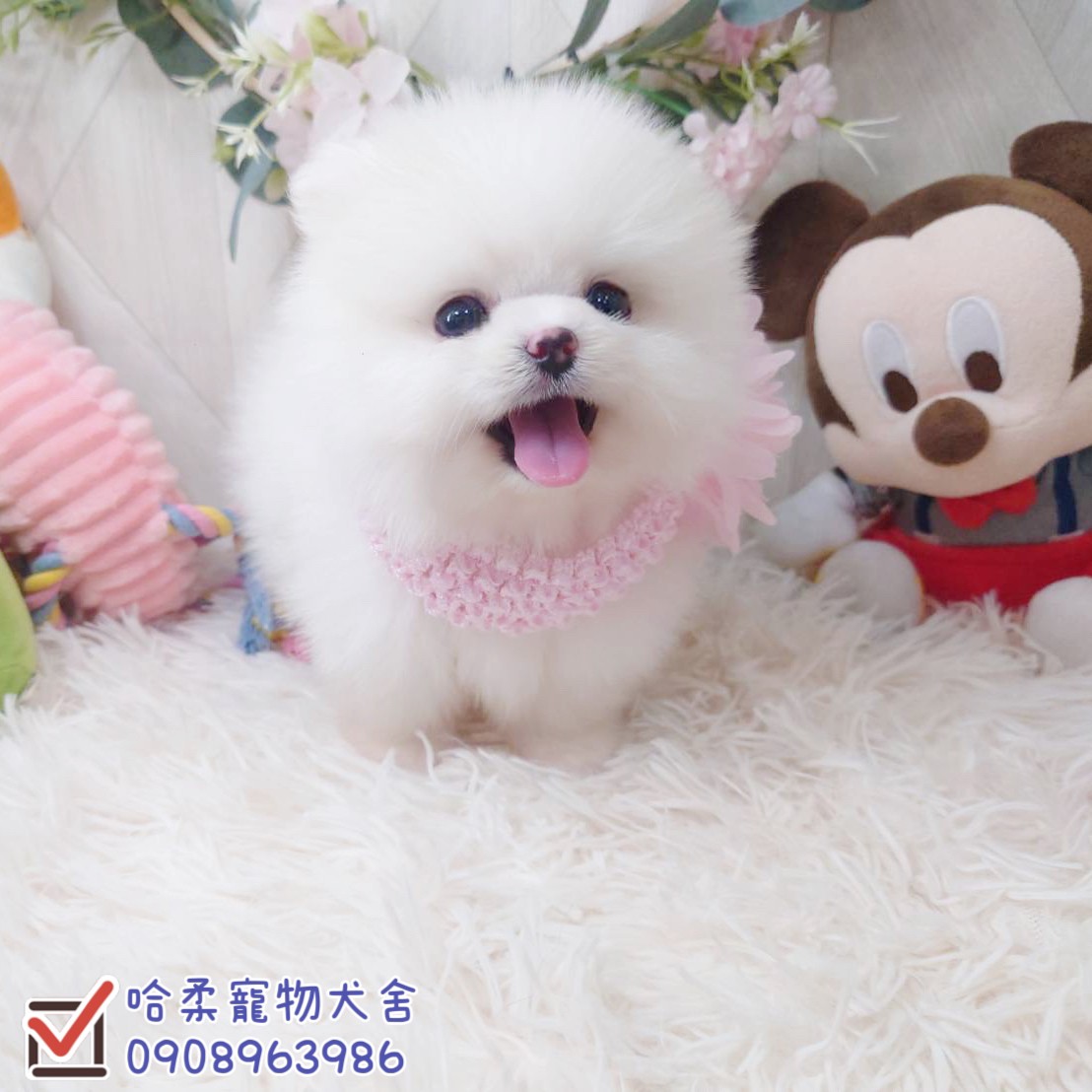 哈柔寵物犬舍／白博美