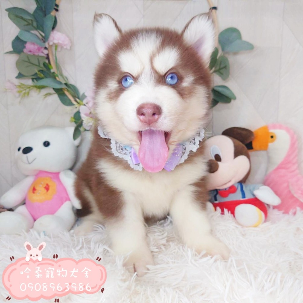 哈柔寵物犬舍／黑白色哈士奇