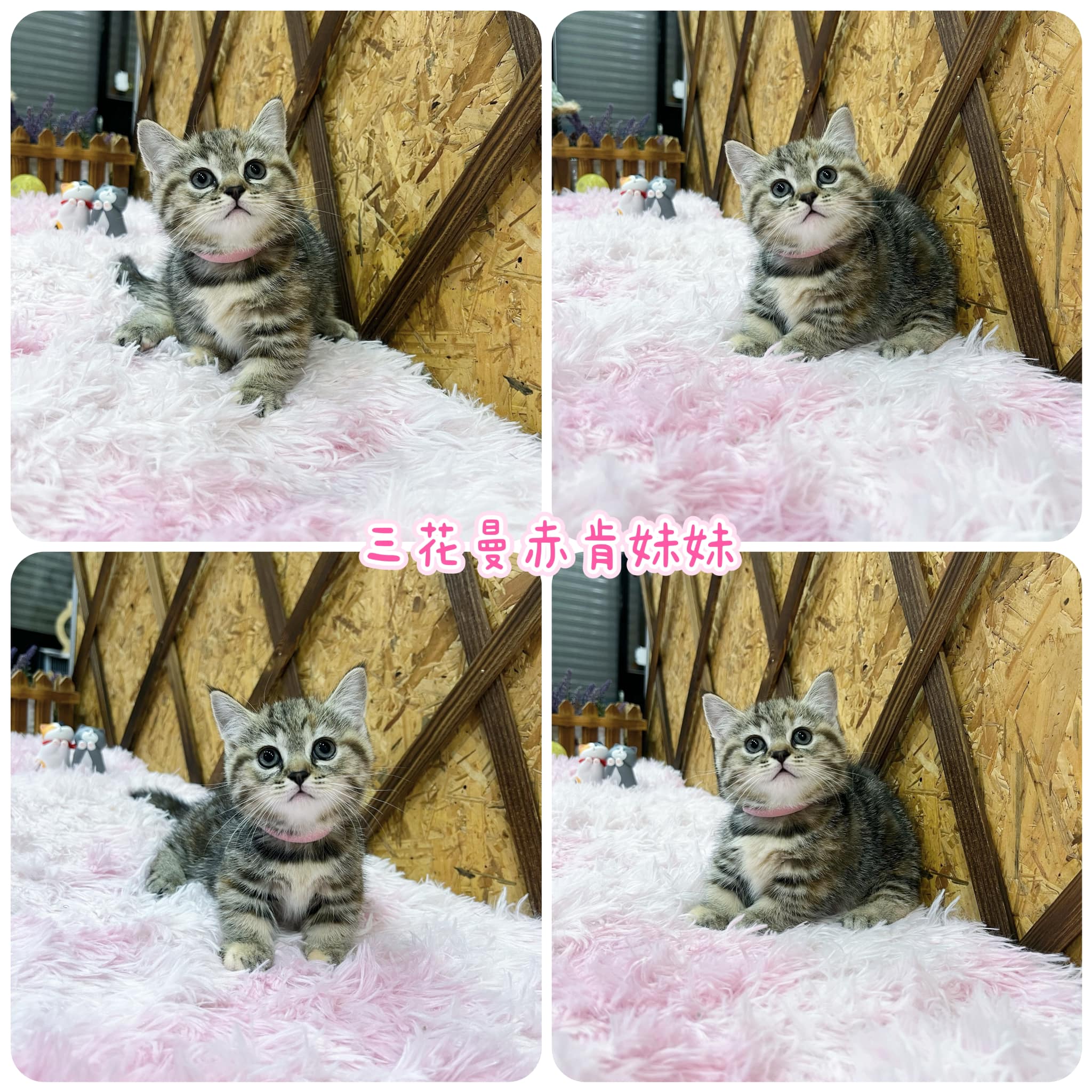 金瑟喵屋／三花曼赤肯