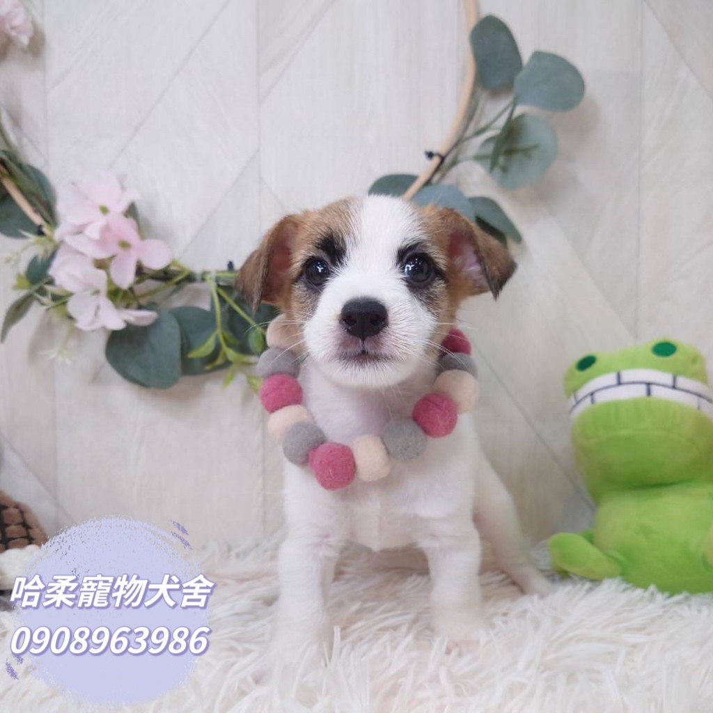 哈柔寵物犬舍／傑克羅素梗