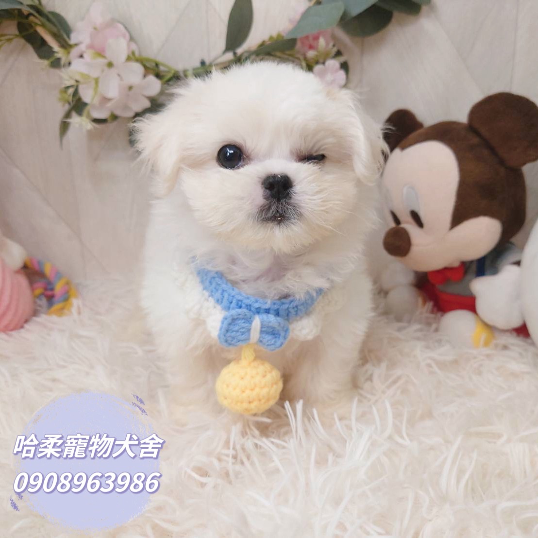 哈柔寵物犬舍／瑪爾濟斯