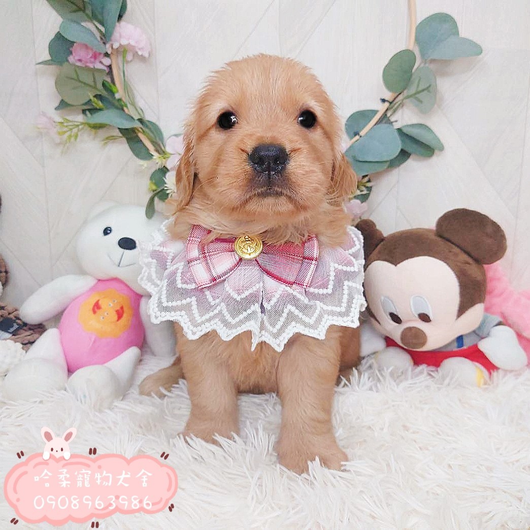 哈柔寵物犬舍／黃金獵犬