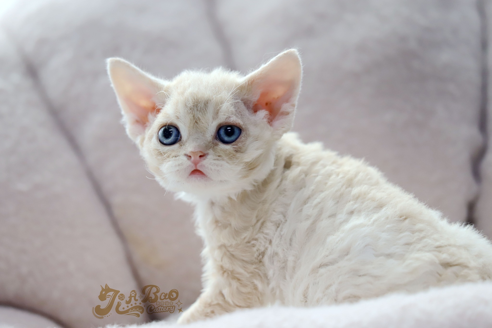 家寶寵物／奶油德文捲毛貓