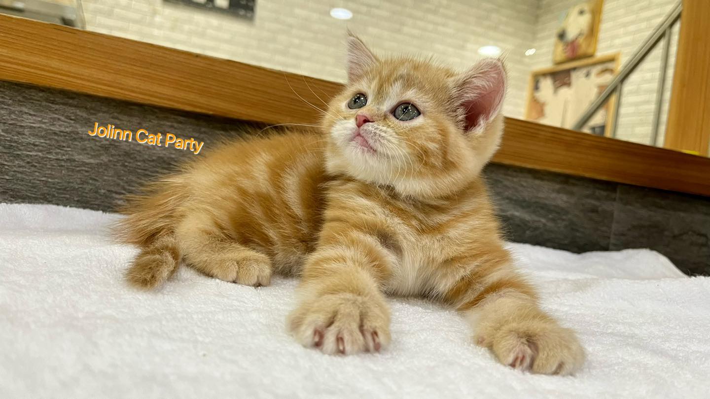 貓咪派對／橘紋美國短毛貓