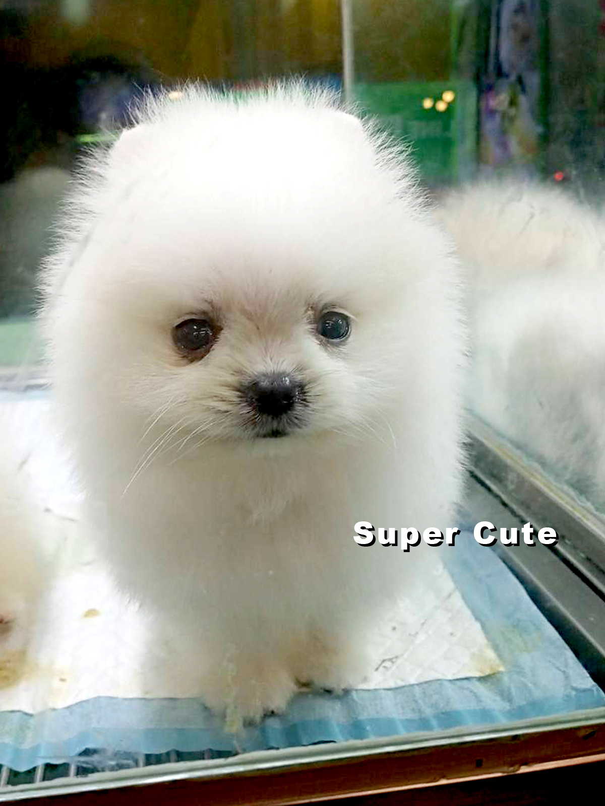 超可愛名犬社／白色博美犬