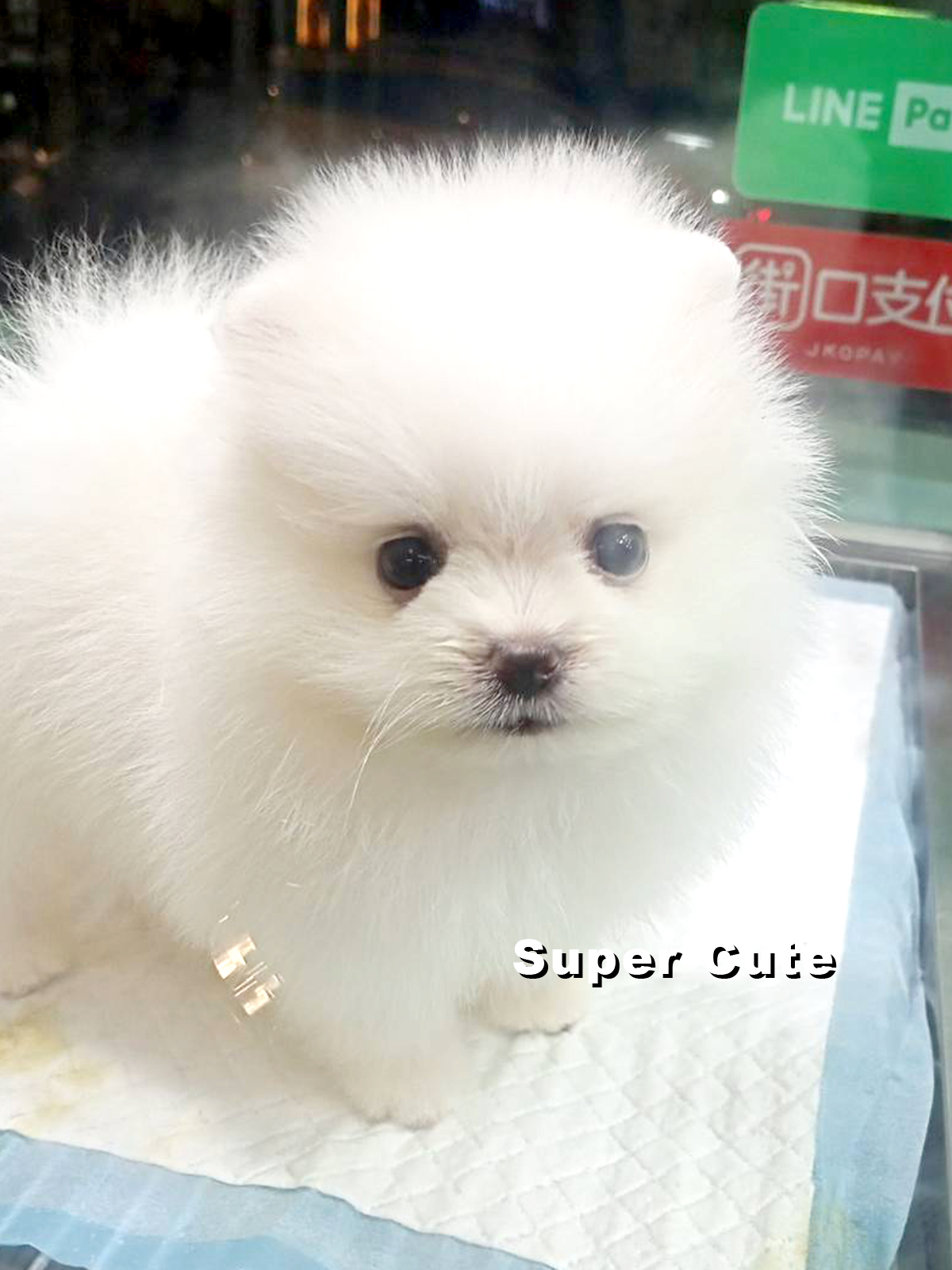 超可愛名犬社／白色博美犬