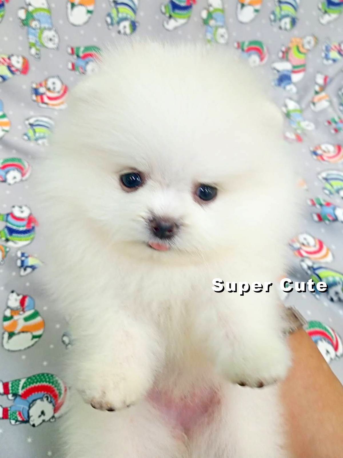 超可愛名犬社／白色博美犬