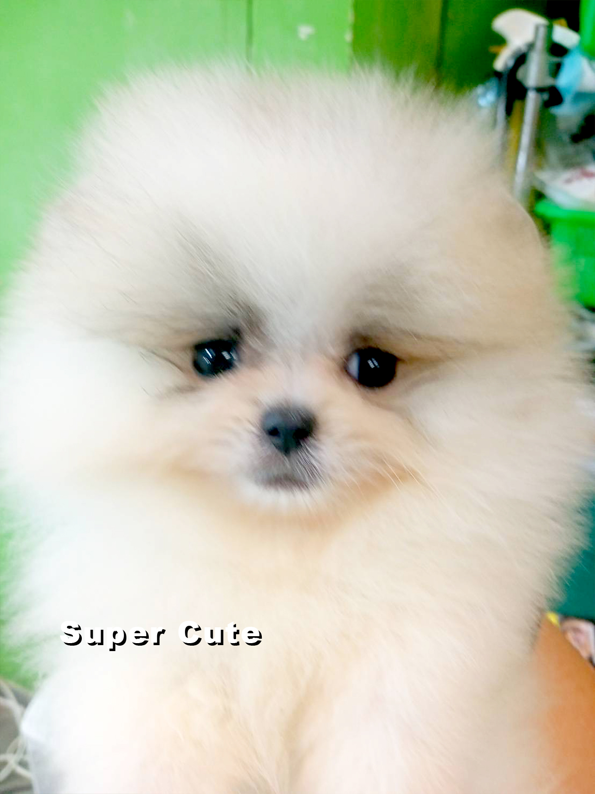 超可愛名犬社／博美犬