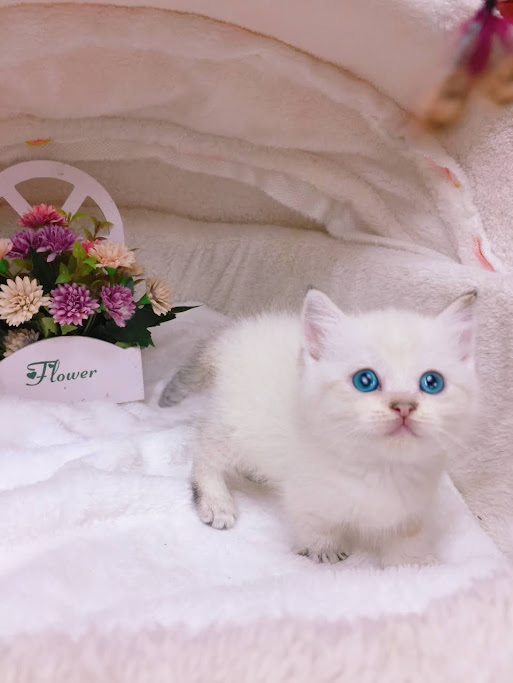 星光貓舍／重點色曼赤肯