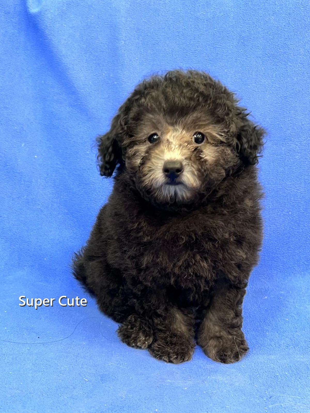 超可愛名犬社／銀灰貴賓