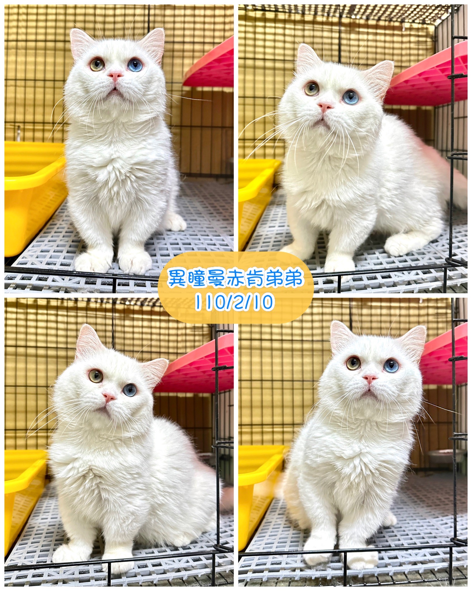 貓咪總動員館／曼赤肯