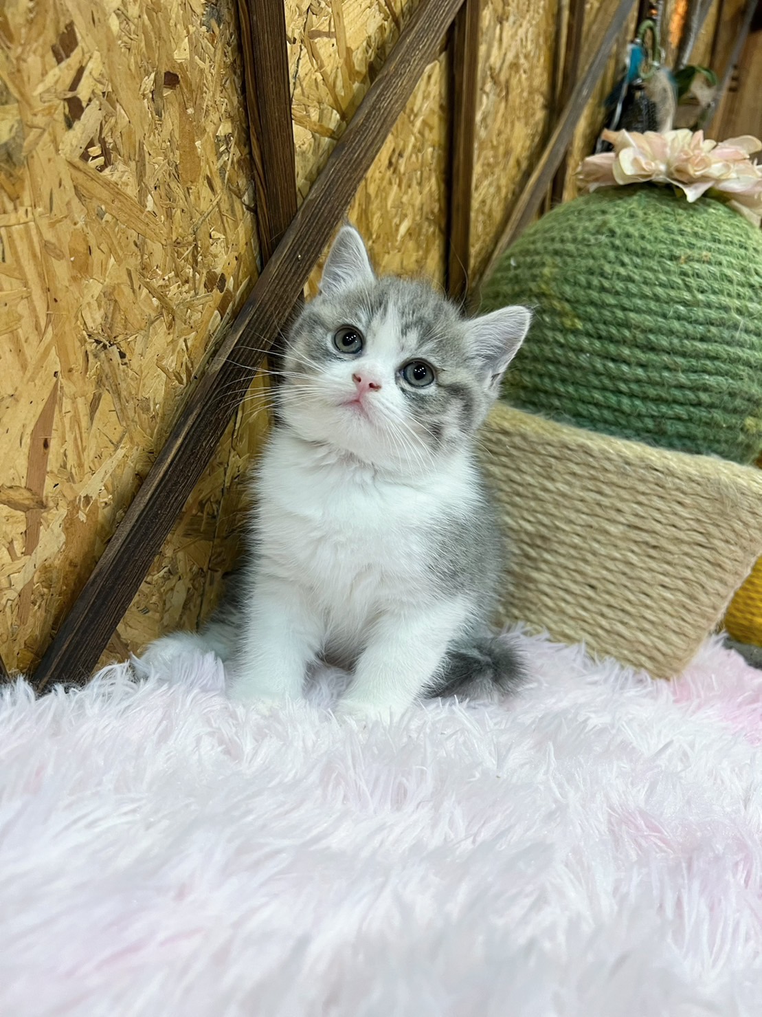 金瑟喵屋／藍虎斑賓士英國短毛貓