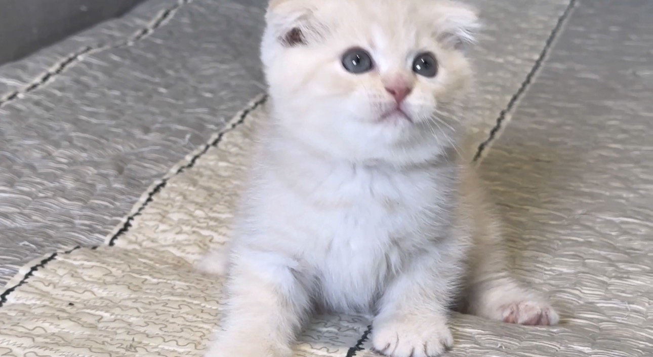 尊爵名皇／奶油蘇格蘭貓