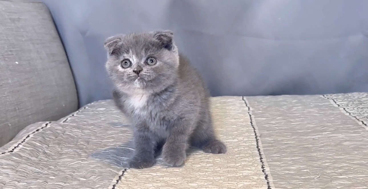 尊爵名皇／藍奶英國短毛貓