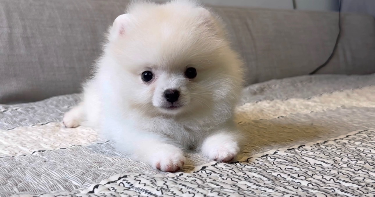 尊爵名皇／極淺奶油白色博美