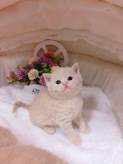 星光貓舍／奶茶色英國短毛貓