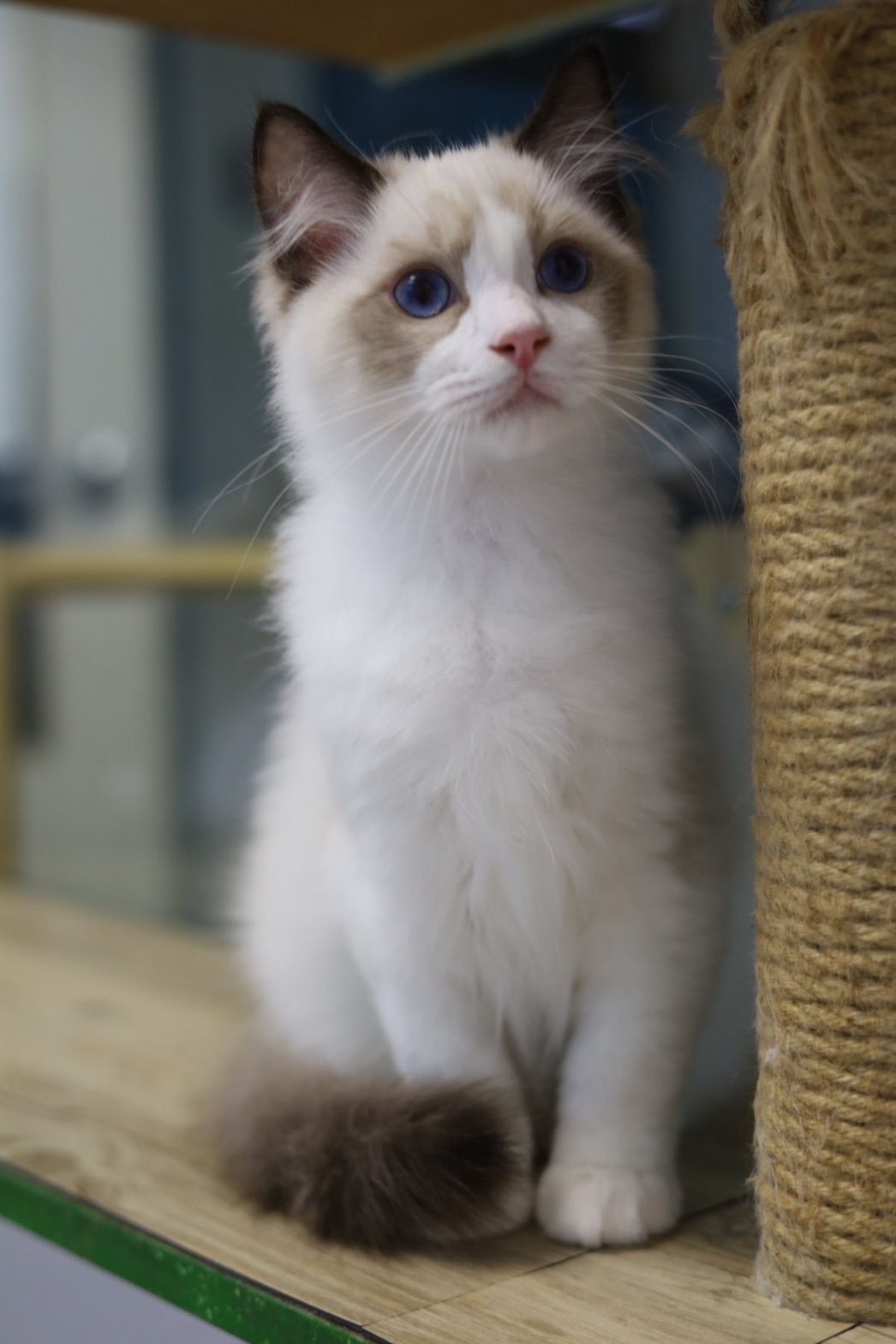 琥珀布偶貓舍／海豹雙色布偶貓