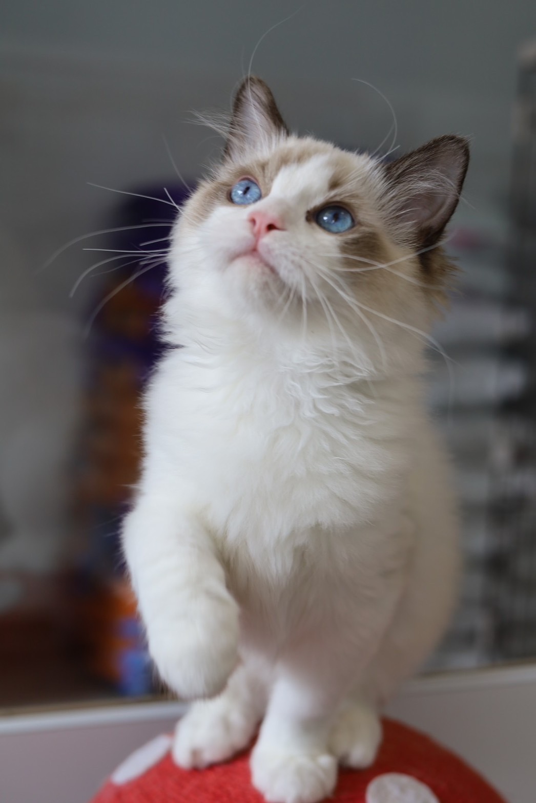 琥珀布偶貓舍／海豹雙色布偶貓