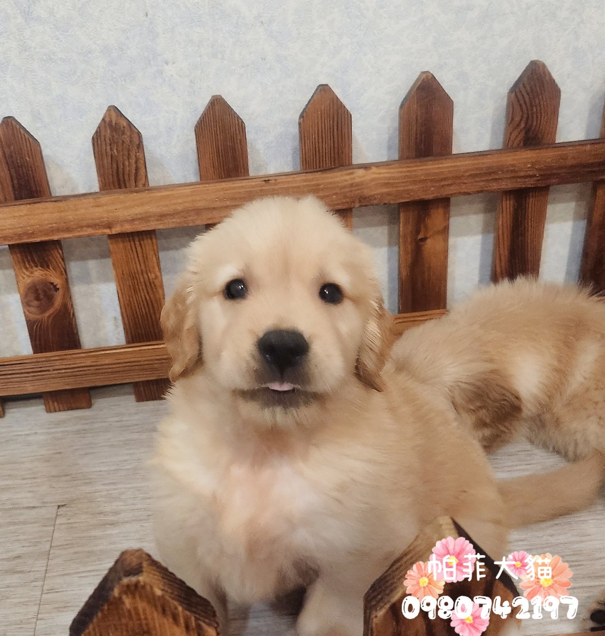帕菲犬貓園／黃金獵犬