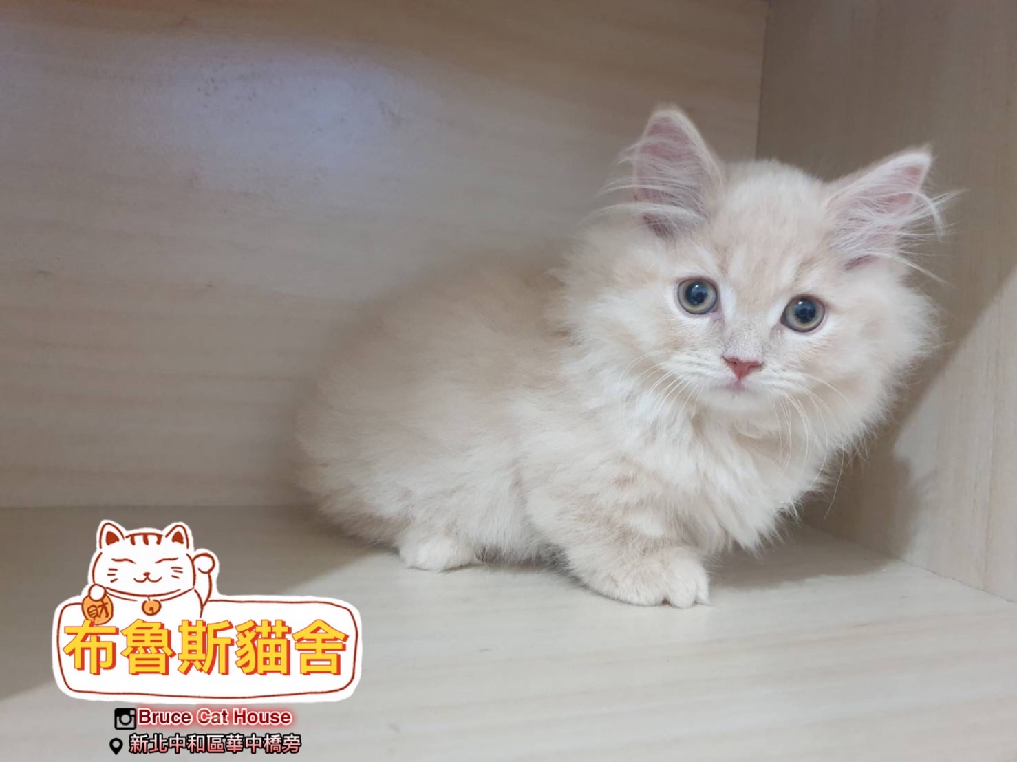 布魯斯貓舍／奶油色小步舞曲