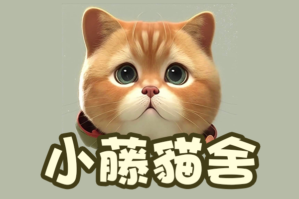 嚴選合法寵物店-小藤貓舍