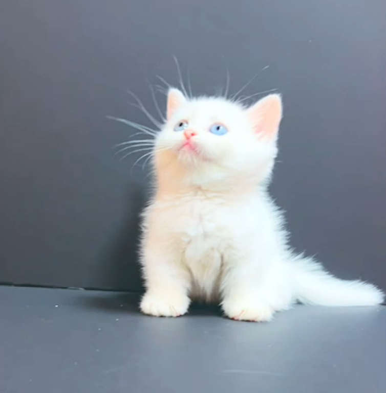 小藤貓舍／異瞳曼赤肯