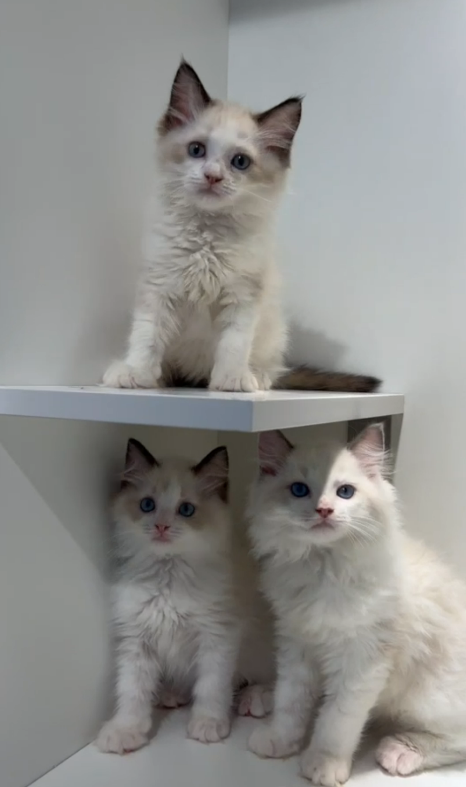 野獸派貓舍／雙色布偶貓