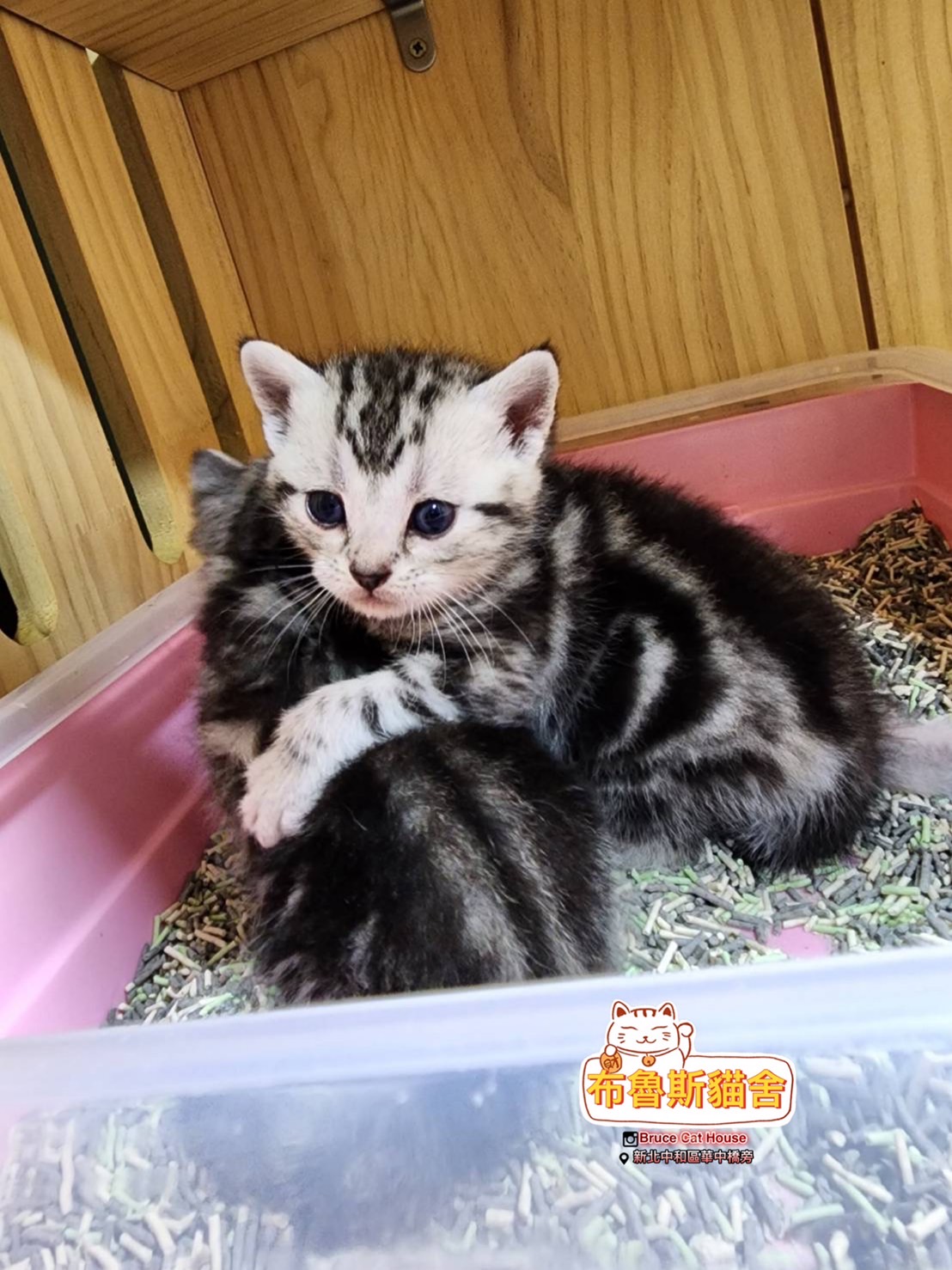 布魯斯貓舍／美國短毛貓