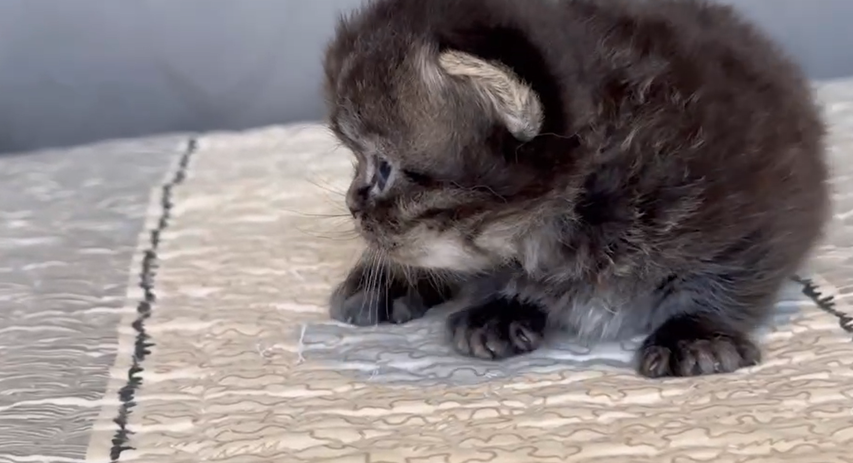 尊爵名皇／黑虎斑小步舞曲