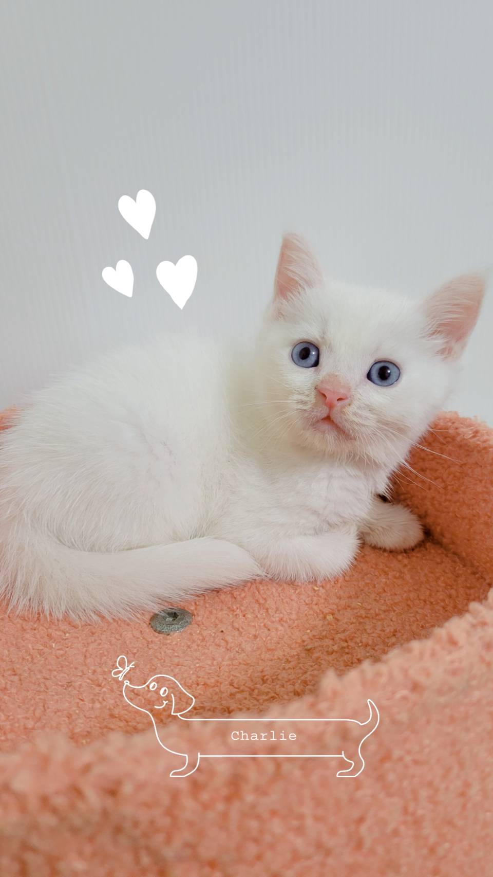 刻在你心底的貓／白英國短毛貓弟弟