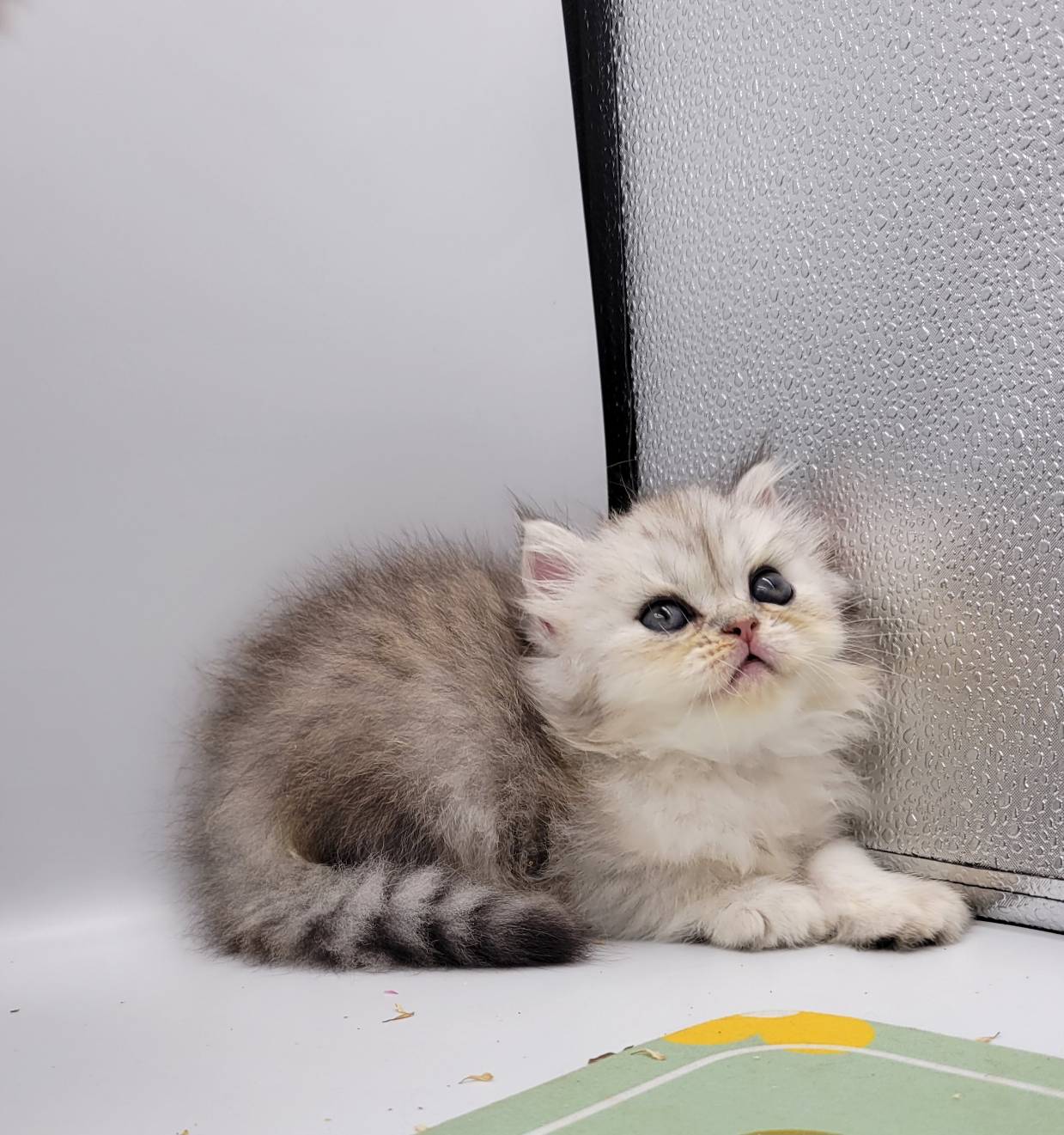 刻在你心底的貓／銀白金吉拉