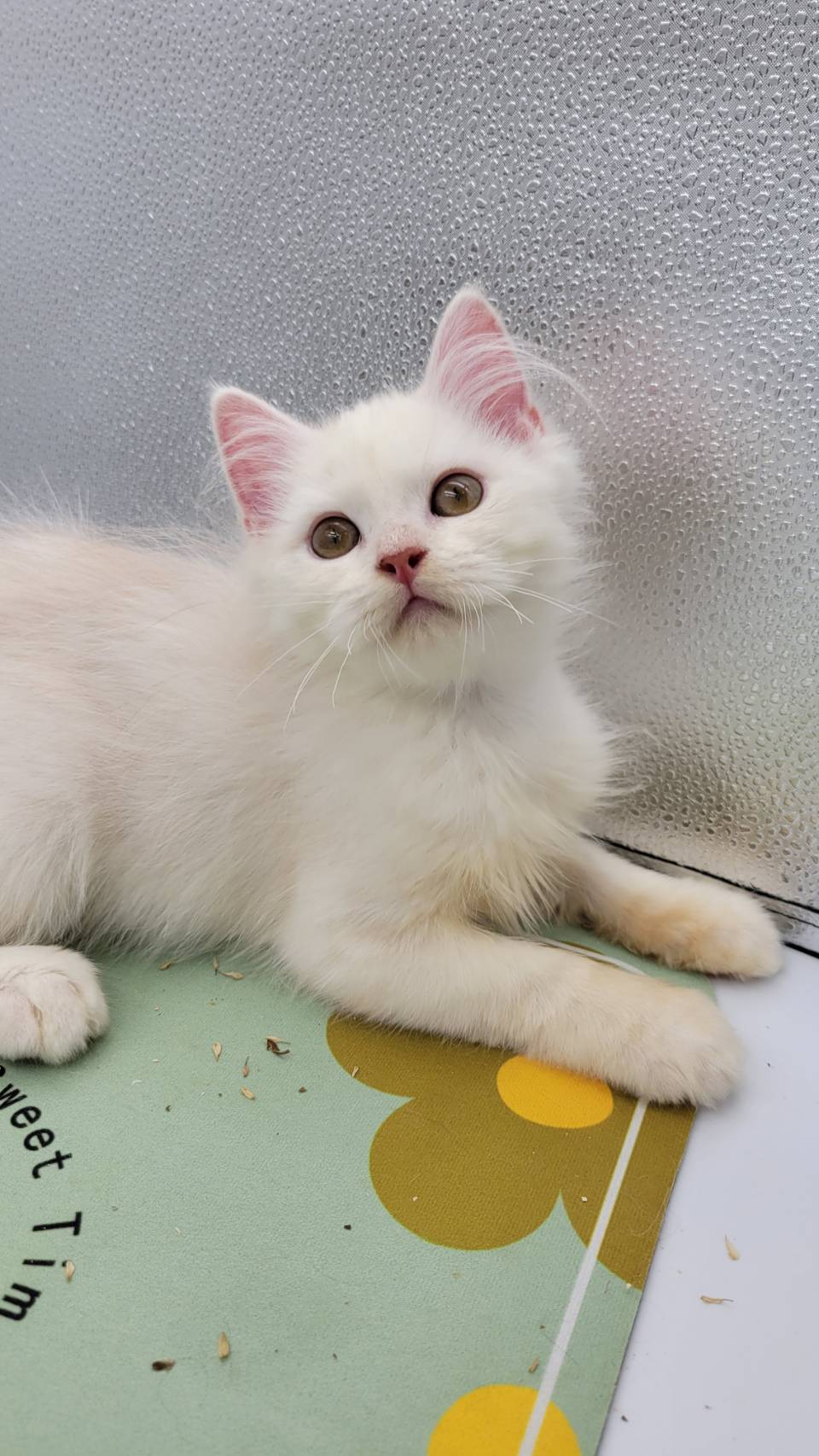 刻在你心底的貓／白色英國長毛貓