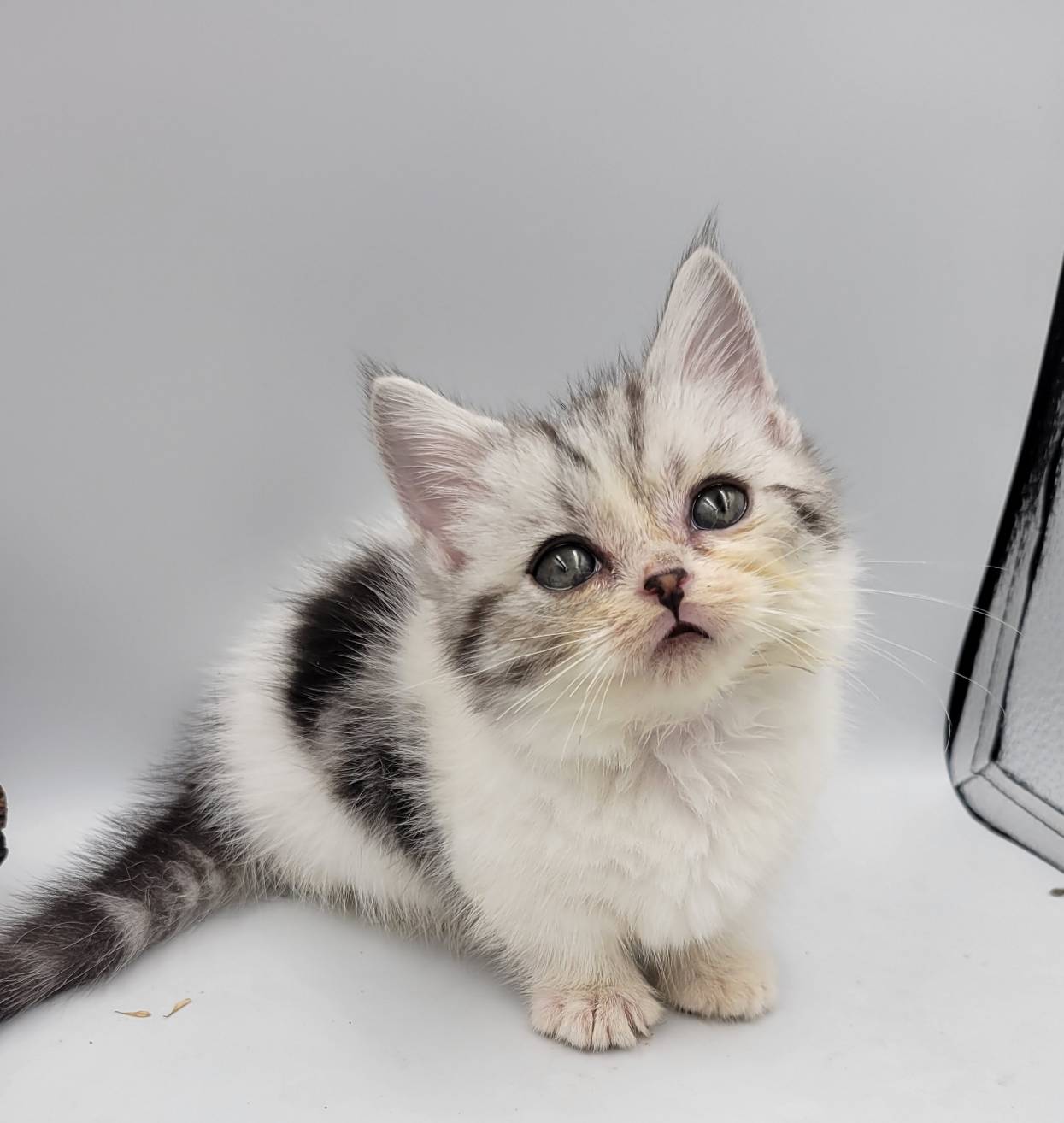 刻在你心底的貓／加白曼赤肯