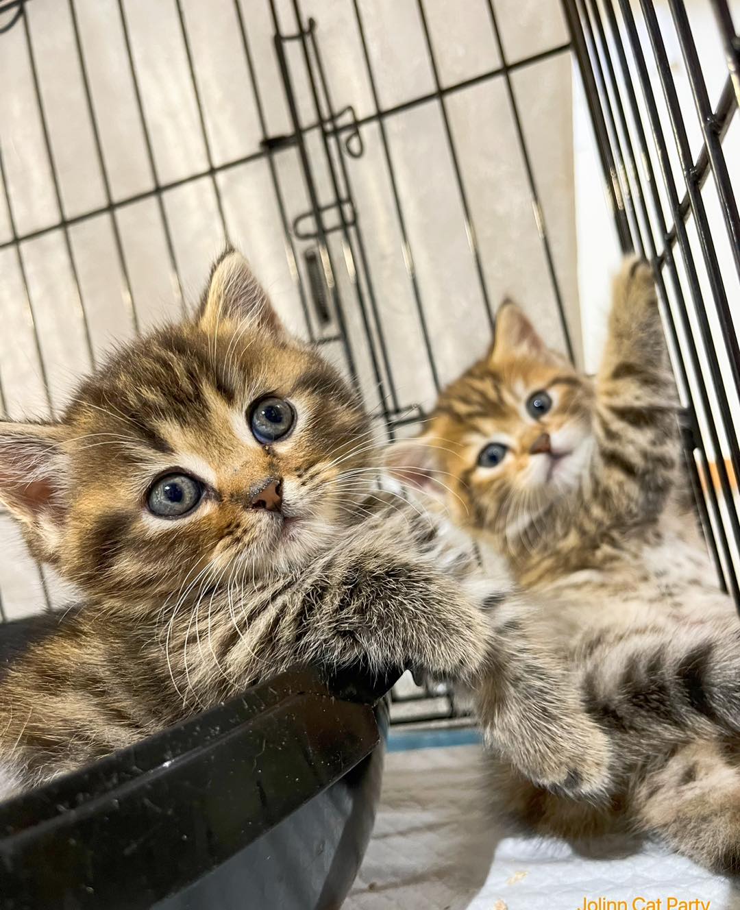 貓咪派對／豹紋曼赤肯