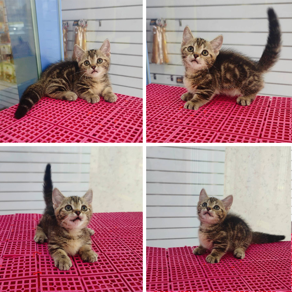 叮噹貓坊／各色曼赤肯