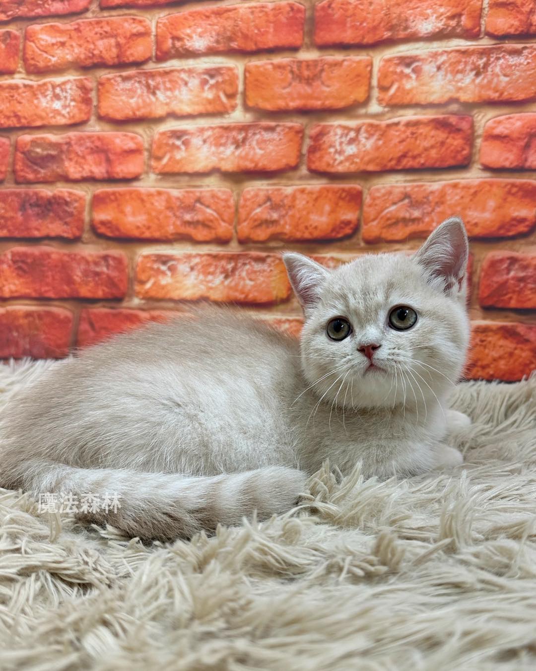 魔法森林／奶油色曼赤肯