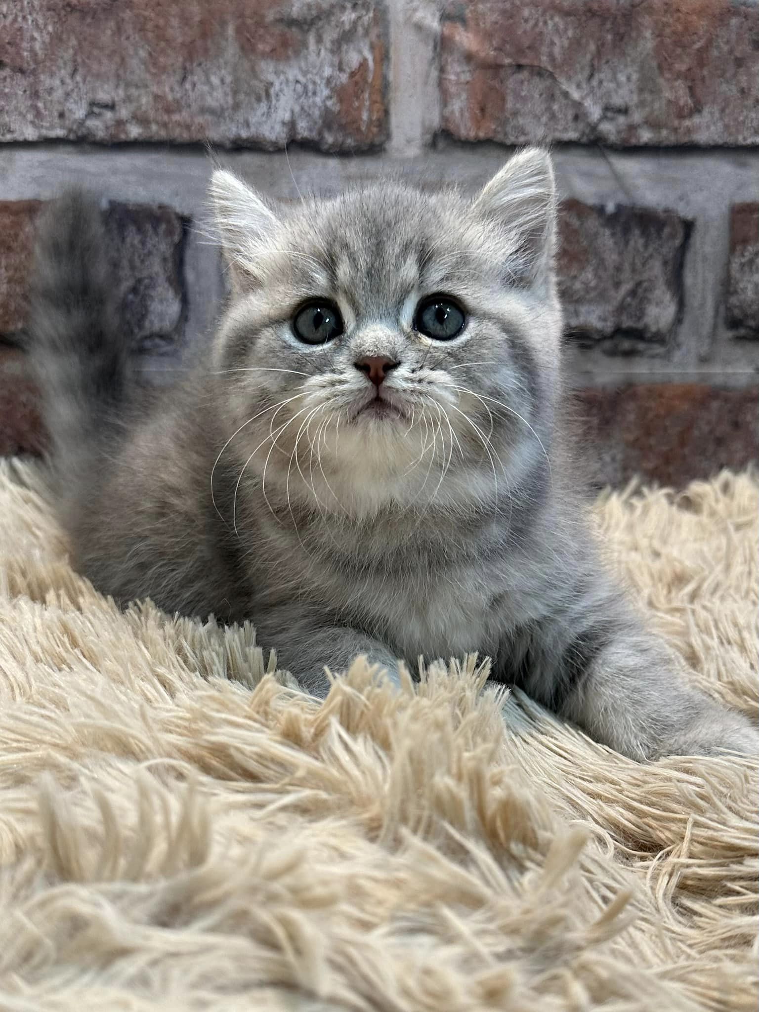 魔法森林／藍虎斑英國短毛貓