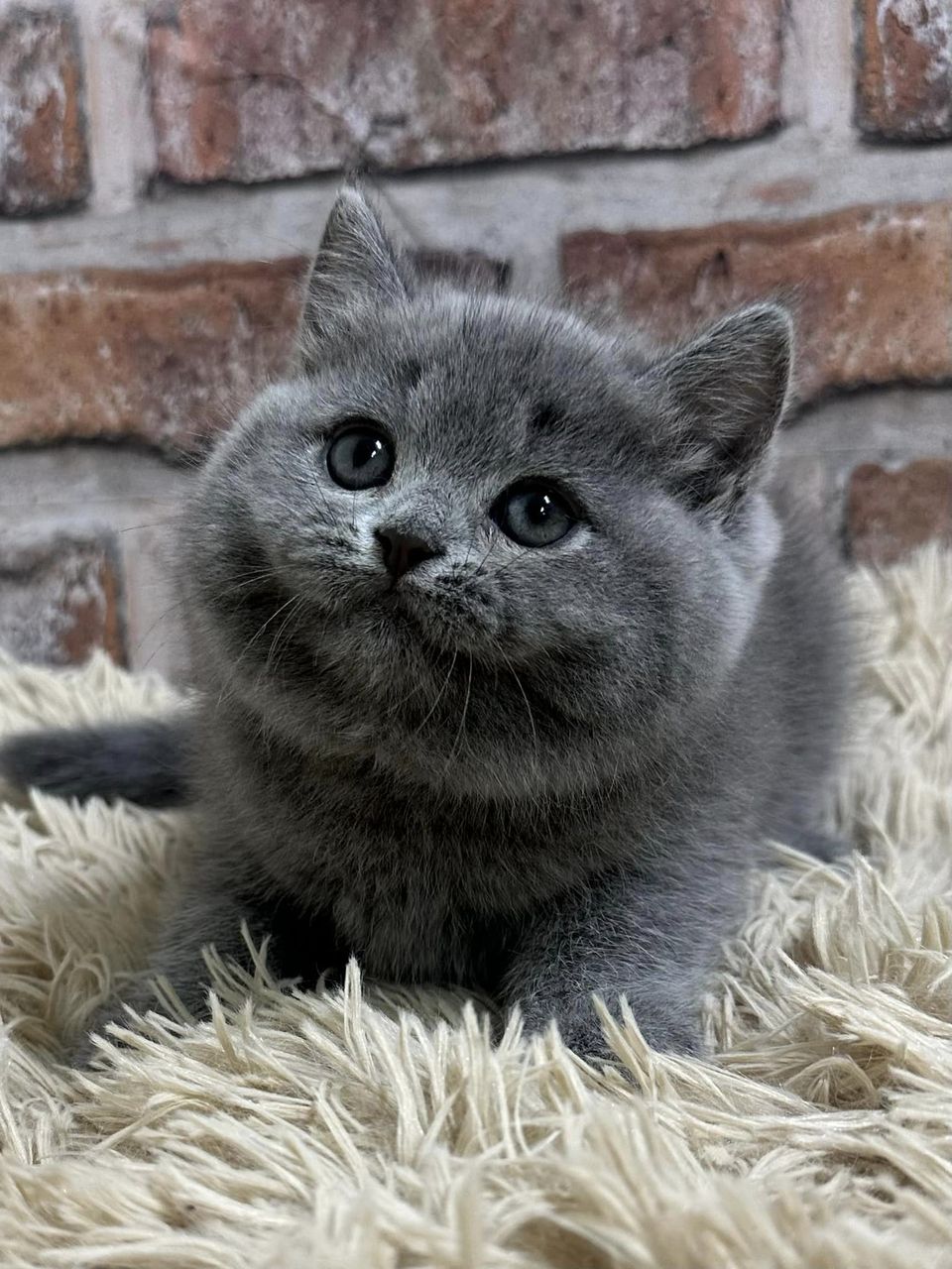 魔法森林／藍色英國短毛貓