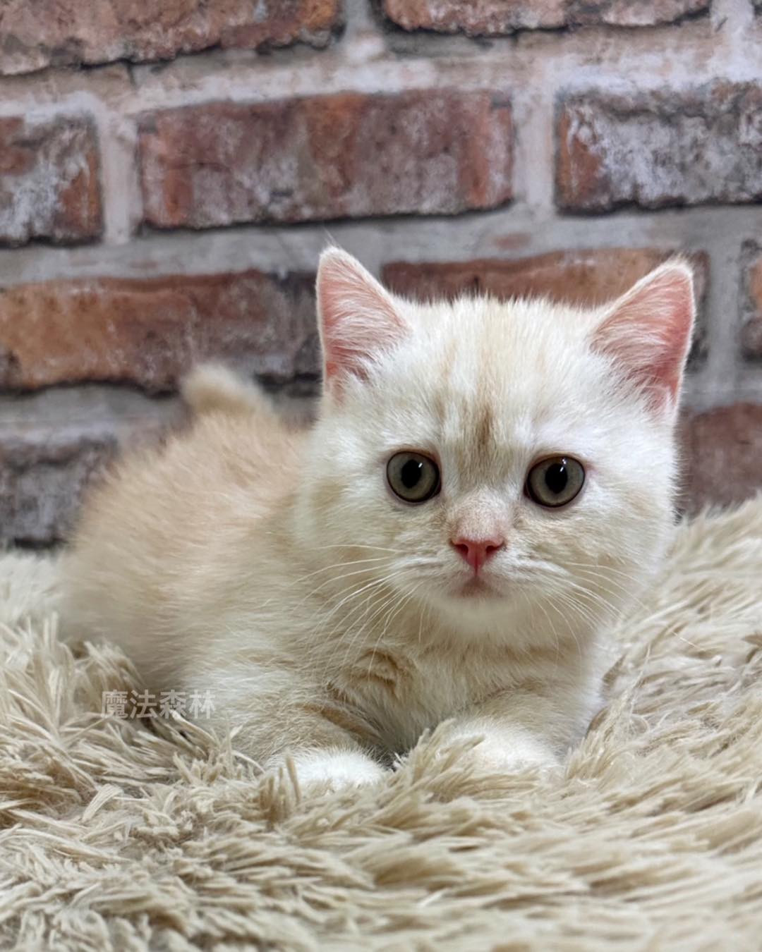 魔法森林／奶油色曼赤肯