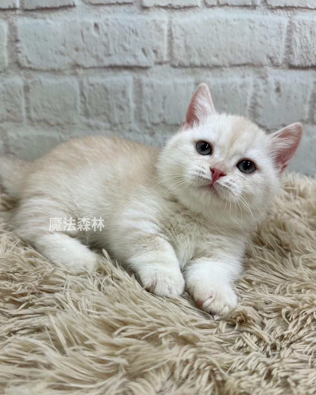 魔法森林／奶油色曼赤肯