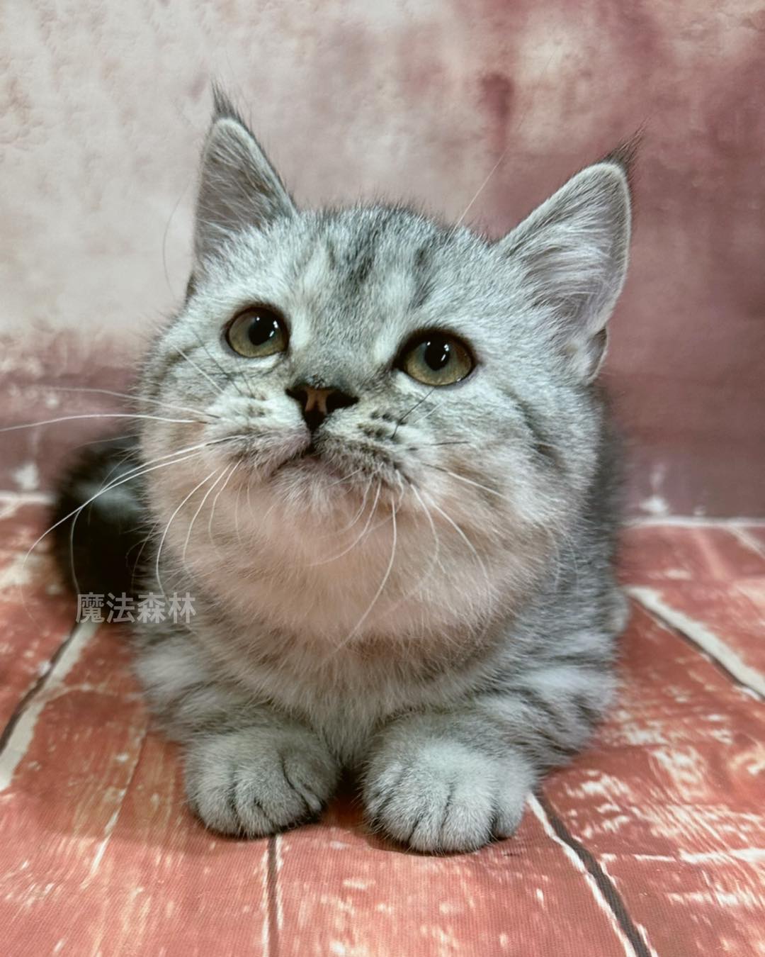 魔法森林／銀虎斑紋曼赤肯