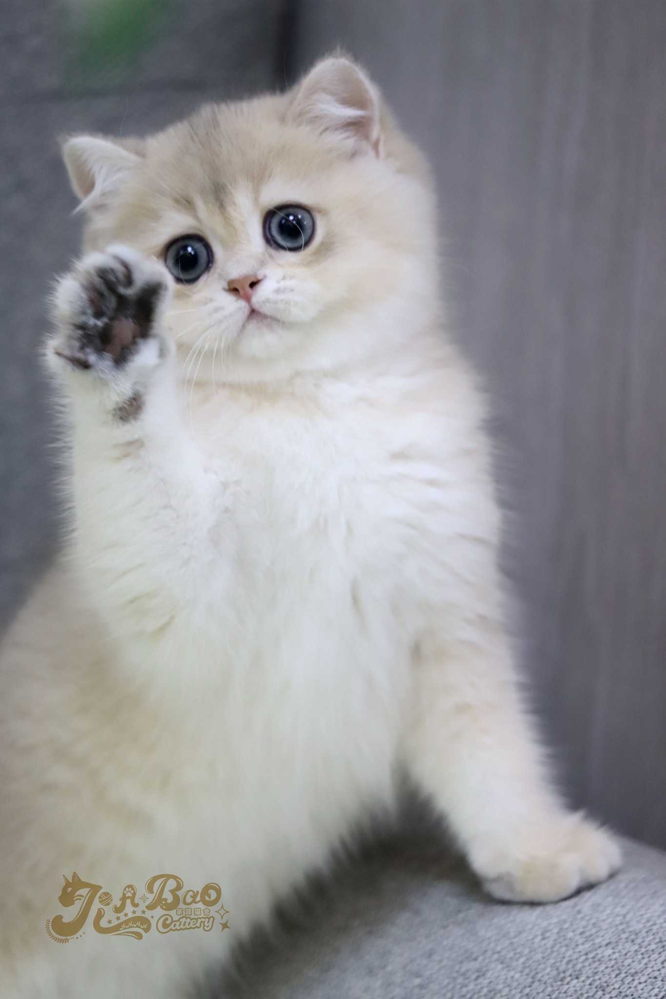 家寶寵物／藍金色英國短毛貓