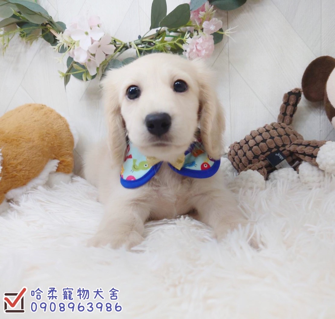 哈柔寵物犬舍／奶油長毛臘腸