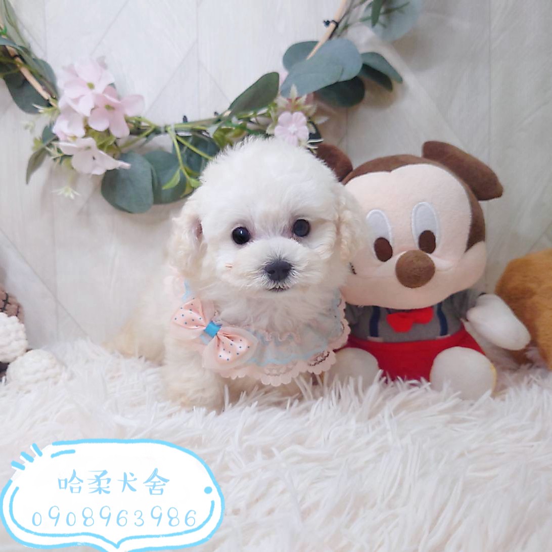 哈柔寵物犬舍／白貴賓