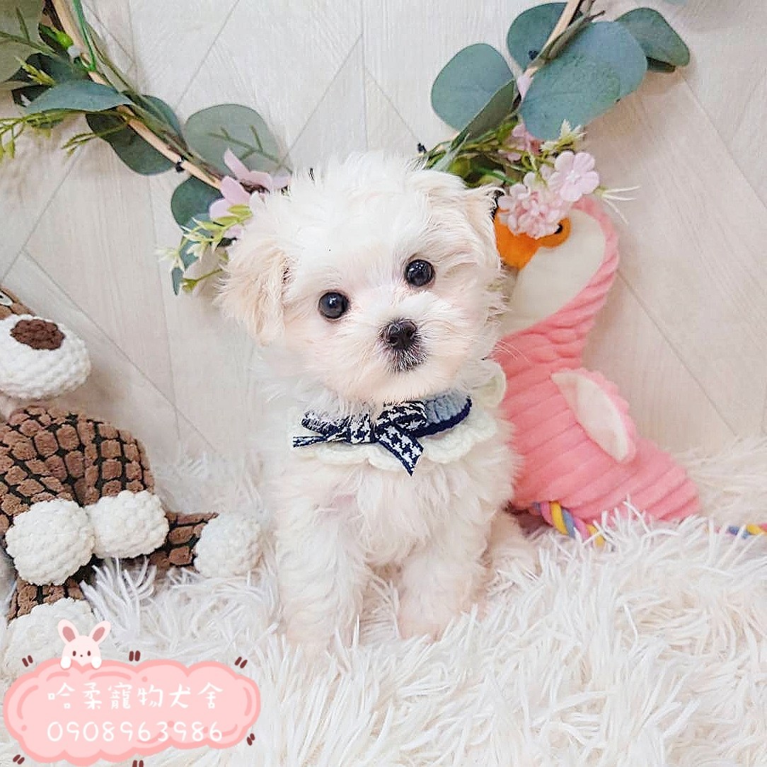 哈柔寵物犬舍／瑪爾濟斯