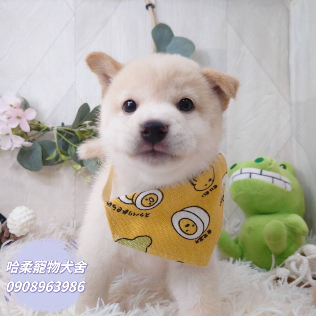 哈柔寵物犬舍／白色柴犬