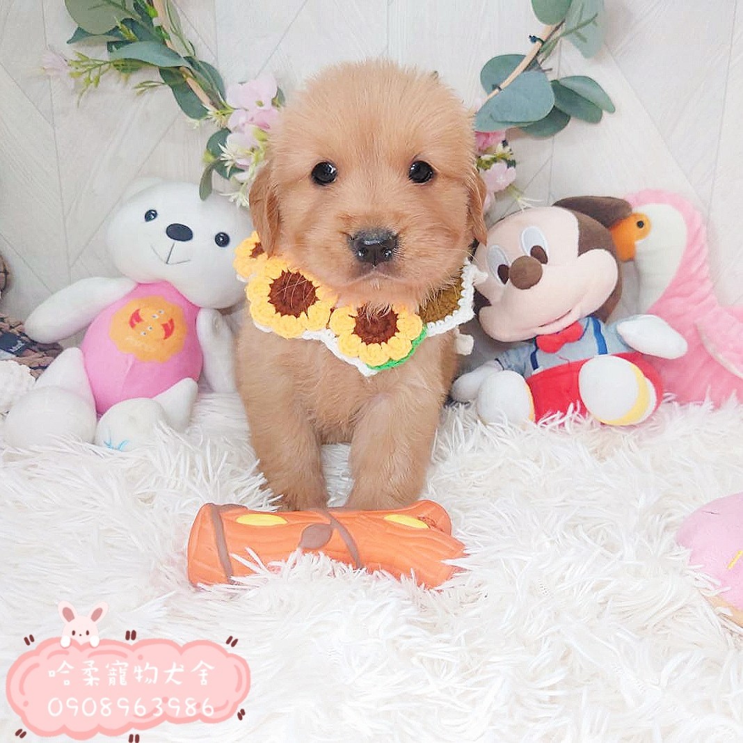 哈柔寵物犬舍／黃金獵犬